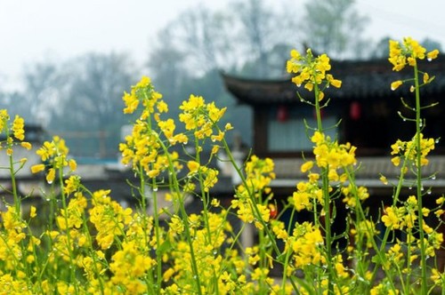 2012年婺源油菜花花期情报